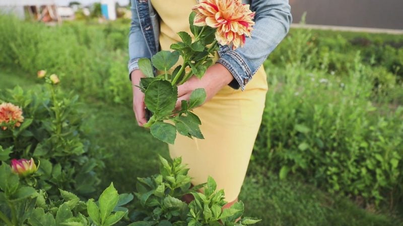 makkink's flower farm cut your own flowers